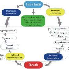 Diabetes is a type of metabolic disease in which insulin regulation in the body is not functioning properly. Pdf Biochemicophysiological Mechanisms Underlying Signs And Symptoms Associated With Diabetes Mellitus