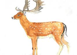 Les femelles, appelées « daines », sont plus petites et plus légères. Fallow Deer Pairi Daiza