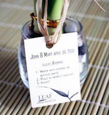 Christina 3 Jon Lucky Bamboo Favors Centerpieces Lucky Bamboo Bamboo Centerpieces Lucky Bamboo Plants