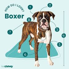 Boxer Dog Breed Characteristics Care Photos Bechewy