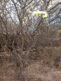 Image result for Albizia anthelmintica