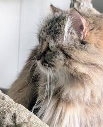 ‪I now share my home with three beautiful Persian cats. You may have already  seen the newest - Lilium, a two to three year old Persian longhair with  great facial expressions and‬‏