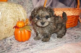 Most trusted source of havanese puppies for sale. Havapoo Puppies Are Born Ready Oct Nov 2020 Tlc Puppy Love