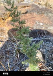 Image result for Asparagus suaveolens