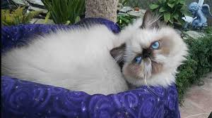 Located in southern alberta, in the small town of nanton. Himalayan Cat Aka Colorpoint Persian All About Cats