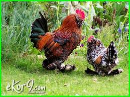 Pin Di Ayam Hias