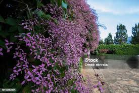 Image result for Congea