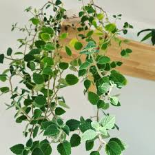 Image result for Plectranthus verticillatus