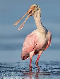 Water Birds Of North Georgia Pin By Katherine Kissling On Birds Of Georgia And Florida Birds Of Georgia Birds Roseate Spoonbill