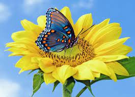 This whatsapp dp is the best to show your love. Flower And Butterfly Images Free Stock Photos Download 11 287 Free Stock Photos For Commercial Use Format Hd High Resolution Jpg Images