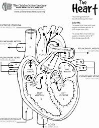 Printable Anatomy Worksheets Heart Anatomy Printable Anatomy Labeling Worksheets Human In 2020 Heart Diagram Nurse Nursing Study