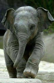 Pin By Deana Micheletti On Schattige Beestjes Cute Baby Elephant Cute Baby Animals Animals Wild