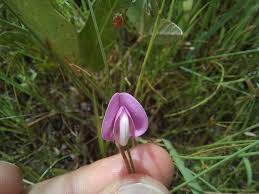 Image result for Vigna radicans