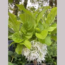 Image result for Chionanthus foveolatus