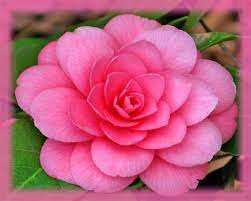 Pin On Flower Essences
