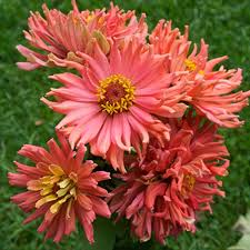 Zinnia Senoritawith Salmon Petals That Curl Upward The Senorita Zinnia Definitely Has Its Own Look An Annual That Can R Zinnias Flower Seeds Zinnia Elegans