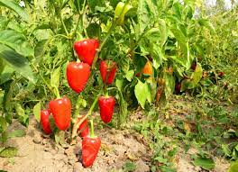 The red bell peppers have just been allowed to mature on the plant longer, which changes their color and lets them develop a higher vitamin c content. Red Bell Pepper Plant Cheaper Than Retail Price Buy Clothing Accessories And Lifestyle Products For Women Men