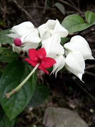 Image result for Clerodendrum capitatum