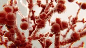 Image result for Buchnera candida