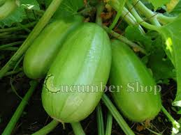 Image result for Cucumis meeusei