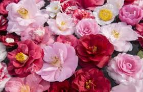 We did not find results for: More Than 30 Names Of Flowers In Spanish
