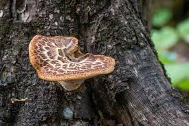 In such cases you should resort to the backing system how to configure the redelivery. How To Cook The Dryad Saddle Or Pheasant Back Mushroom