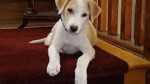 They have fewer health concerns and need less grooming. Best Dog Breed In The World Indian Pariah Youtube