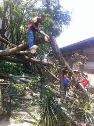 Berjalan menelusuri sebatang denai di dalam hutan itu. Gotong Royong Akibat Pokok Tumbang Di Dewan Putra 2 Kolej Dua Belas
