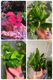 Image result for Nesaea sarcophylla