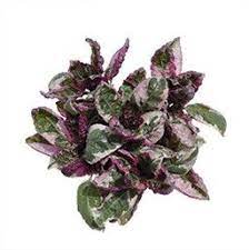 It grows 6 inches tall and can reach 12 inches wide. Plant Details Waffle Plant Purple Waffle Plant Plant Care Houseplant