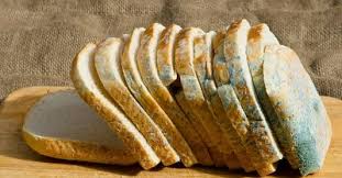 Si Manger Du Pain Avec De La Moisissure L Empoisonnement De La Moisissure
