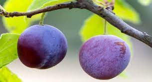 Aloo Bukhara Benefits in Hindi: आलूबुखारा खाने के सेहत लाभ | TheHealthSite  Hindi | TheHealthSite.com हिंदी