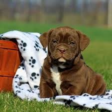 The labrador retriever american bulldog mix. Bullador Puppies For Sale Greenfield Puppies
