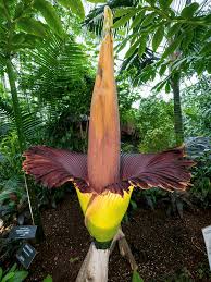 The corpse flower is amorphophallus titanum. 10 Corpse Flower Facts Twhy It Is So Stinky Flower Glossary