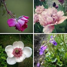 Maybe you would like to learn more about one of these? Jardines Plantas Y Flores En Instagram Guia De Jardin