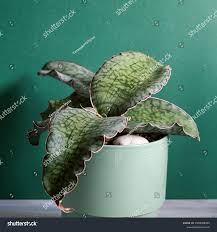 Image result for Sansevieria kirkii