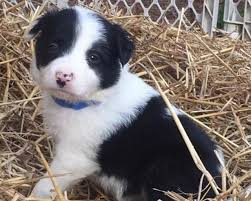 Maybe you would like to learn more about one of these? Border Collie Puppies For Sale By Kaigan Kennels In Virginia