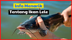 Melihat pada permintaan pasar saat ini yang semakin besar terhadap ikan dengan jenis air tawar. Anda Pembudidaya Lele Bisa Jadi Belum Tahu 8 Fakta Ikan Lele Ini