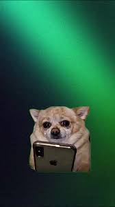 DM “MEME” to get the 4K download 📥 Crying dog with a phone Green Screen  Meme #memes #dog #greenscreen #fyp #meme