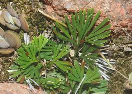 Image result for Actiniopteris semiflabellata