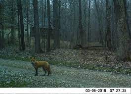 Only The Trail Cam Knows What Goes On When No One Is Looking Red Fox Rural Life Fox Wildlife