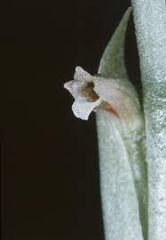 Image result for Microcoelia physophora