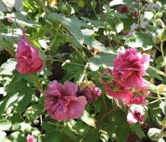 Image result for Ochna barbosae