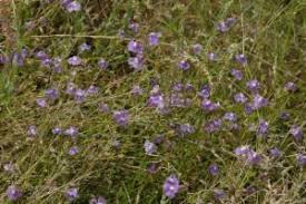 Image result for Mimulus gracilis