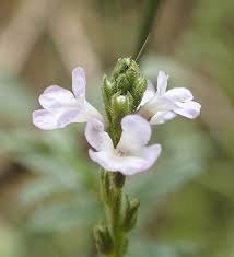 Image result for Verbena officinalis