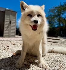 Pawsitive Beginnings Inc added...