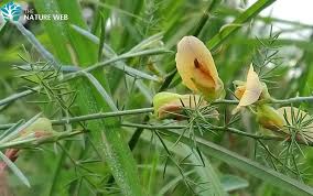 Image result for Smithia erubescens