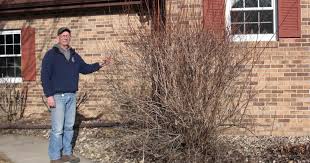 All of this will result in better flowering in subsequent years and a better. Pruning Flowering Shrubs