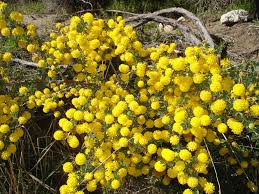 Image result for Acacia lasiopetala
