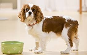 We did not find results for: Dog Food Contamination Leads To Voluntary Recall